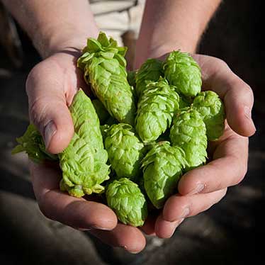 Luppolo fresco per fare la birra